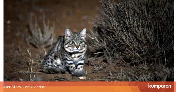 Sosok Imut yang Menjadi Hewan Paling Mematikan dari Sosok Imut yang Menjadi Hewan Paling Mematikan dari
